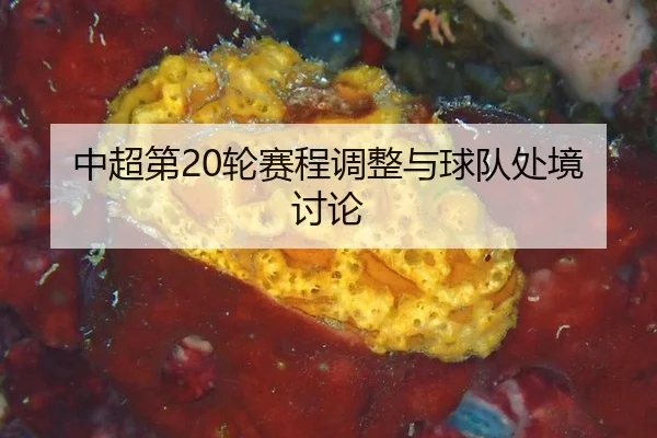 zhong-chao-di-lun-sai-cheng-tiao-zheng-yu-qiu-dui-chu-jing-tao-lun-2-906.jpg